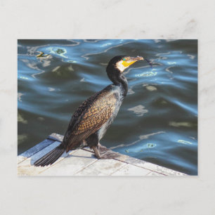 Kormoran in Cardiff Bay, Cardiff, Wales Postkarte