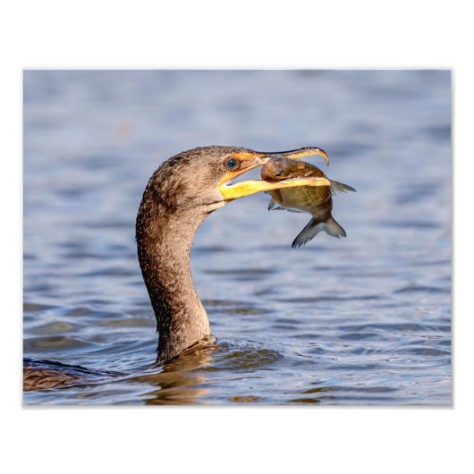 Kormoran mit Fisch Fotodruck (Vorne)