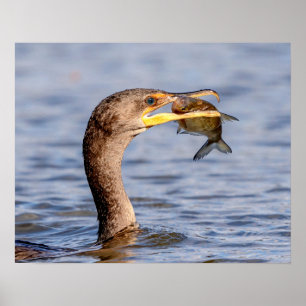 Kormoran mit Fisch Poster
