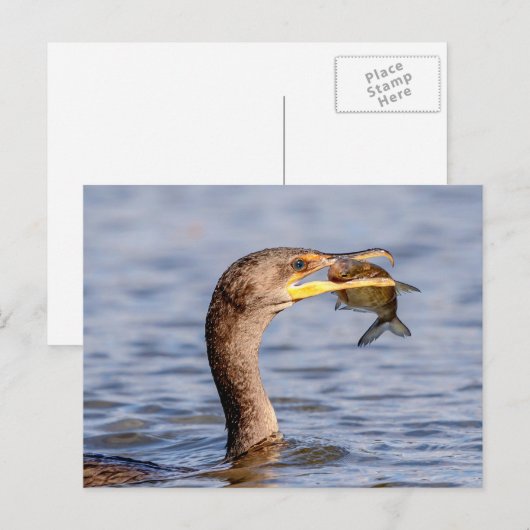 Kormoran mit Fisch Postkarte (Vorne/Hinten)