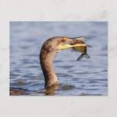 Kormoran mit Fisch Postkarte (Vorderseite)