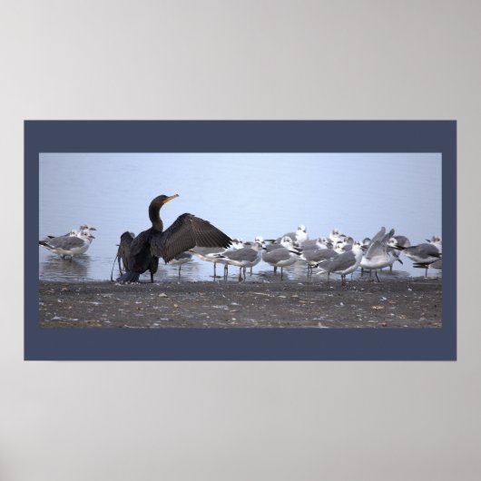 Kormoran mit Möwen Poster (Vorne)