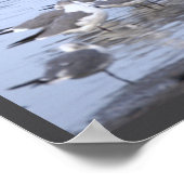 Kormoran mit Möwen Poster (Ecke)
