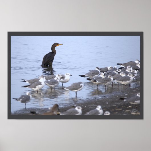 Kormoran mit Möwen Poster (Vorne)