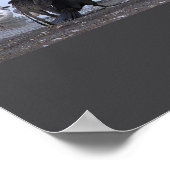 Kormoran mit Möwen Poster (Ecke)
