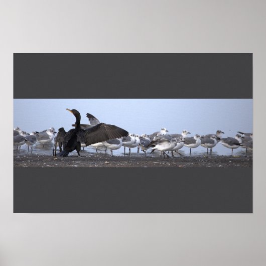 Kormoran mit Möwen Poster (Vorne)