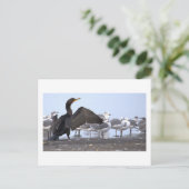Kormoran mit Möwen Postkarte (Stehend Vorderseite)