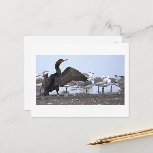 Kormoran mit Möwen Postkarte (Vorderseite/Rückseite Beispiel)