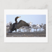 Kormoran mit Möwen Postkarte (Vorderseite)