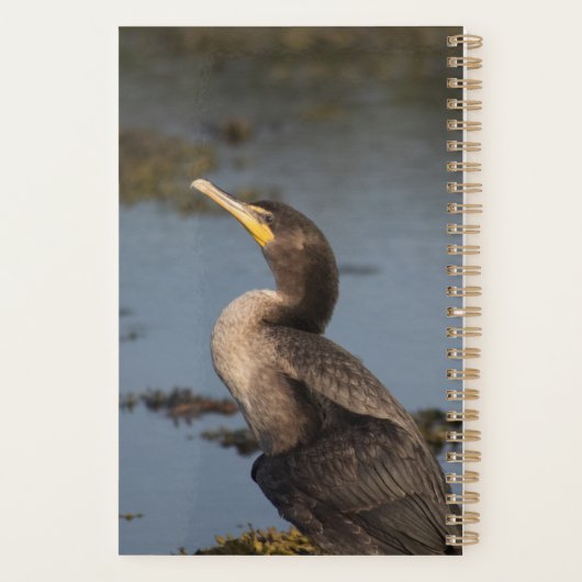 Kormoran Planer (Rückseite)