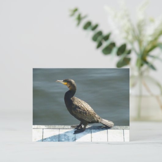 Kormoran Postkarte (Stehend Vorderseite)