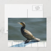 Kormoran Postkarte (Vorne/Hinten)