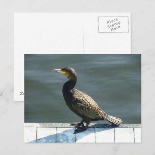 Kormoran Postkarte (Vorne/Hinten)