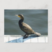 Kormoran Postkarte (Vorderseite)