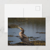 Kormoran Postkarte (Vorne/Hinten)