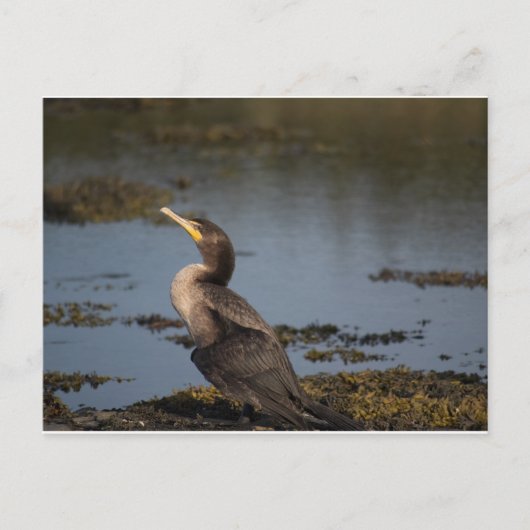 Kormoran Postkarte (Vorderseite)