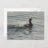 Kormoran Postkarte (Vorne/Hinten)