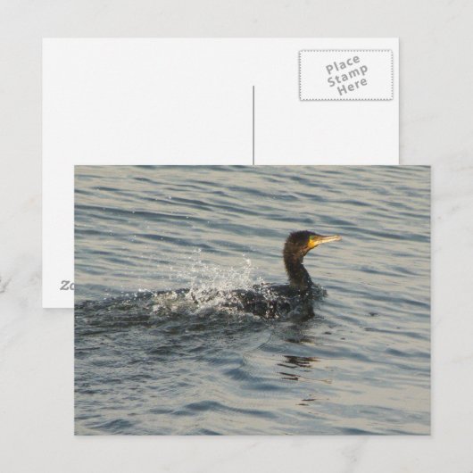 Kormoran Postkarte (Vorne/Hinten)