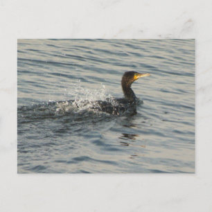 Kormoran Postkarte