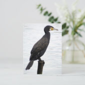 Kormoran Postkarte (Stehend Vorderseite)