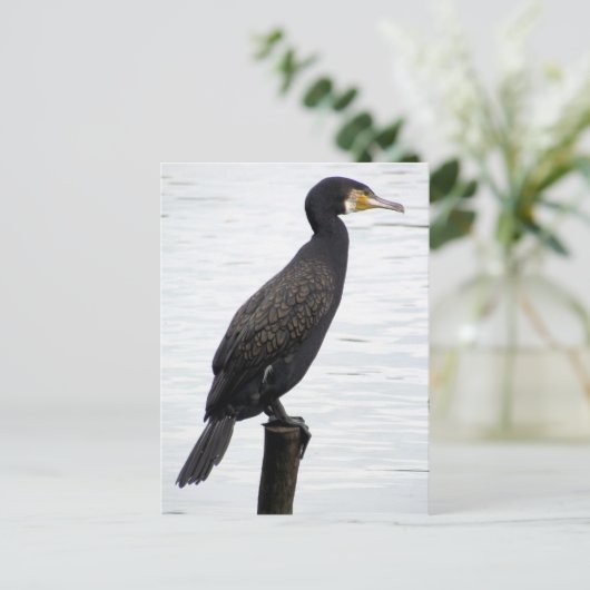 Kormoran Postkarte (Stehend Vorderseite)