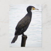 Kormoran