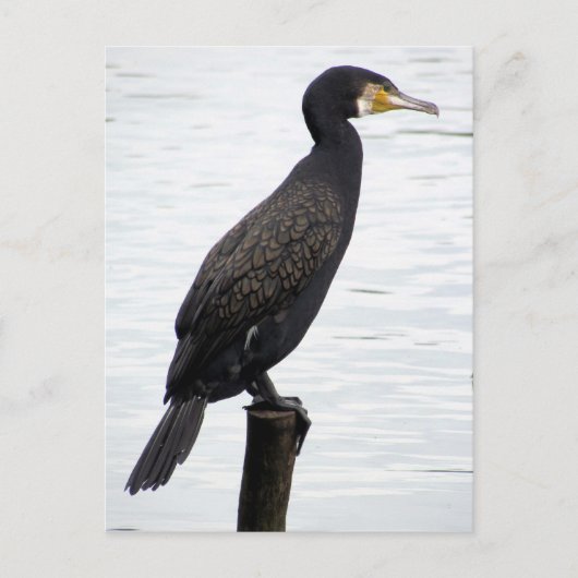 Kormoran Postkarte (Vorderseite)