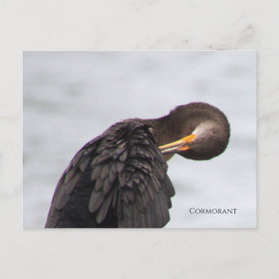 Kormoran Vogelpostkarte Postkarte