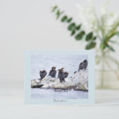 Kormorane Rhode Island Postkarte (Stehend Vorderseite)