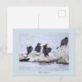 Kormorane Rhode Island Postkarte (Vorne/Hinten)