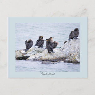Kormorane Rhode Island Postkarte