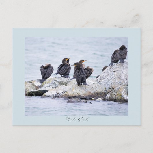 Kormorane Rhode Island Postkarte (Vorderseite)