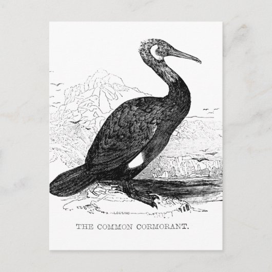 Kormorant Vintag Bird Wildlife Zeichnend Postkarte (Vorderseite)