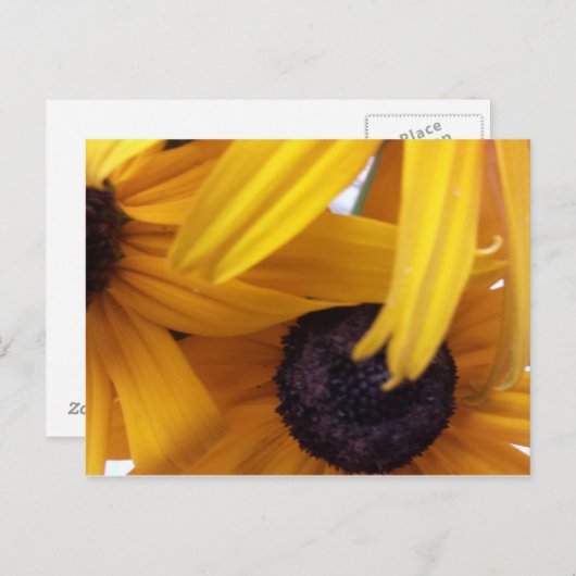 Kornblume 1 postkarte (Vorne/Hinten)