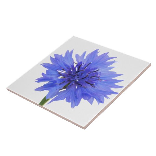 Kornblume Fliese (Seite)