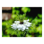 Kornblume Fotodruck (Vorne)