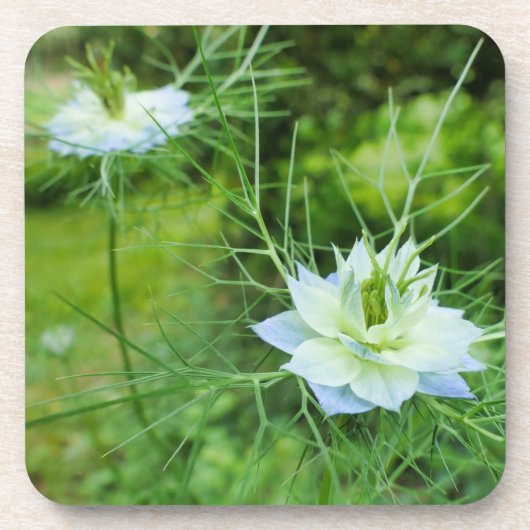 Kornblume Getränkeuntersetzer (Vorderseite)