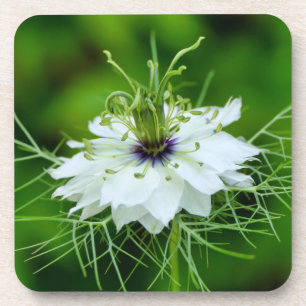 Kornblume Getränkeuntersetzer