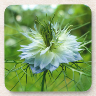 Kornblume Getränkeuntersetzer