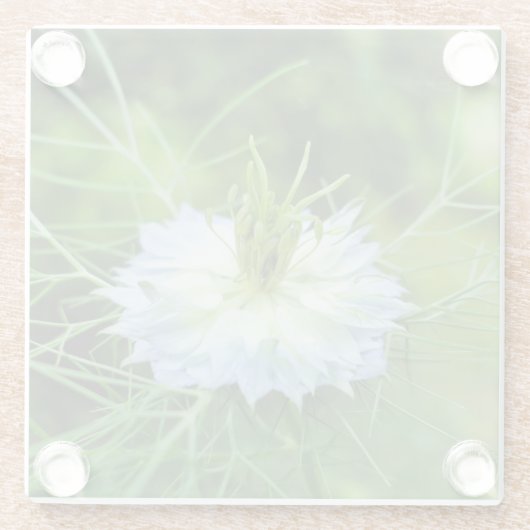 Kornblume Glasuntersetzer (Rückseite)