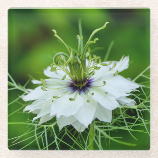 Kornblume Glasuntersetzer (Vorderseite)