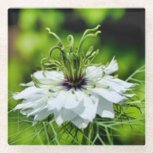 Kornblume Glasuntersetzer