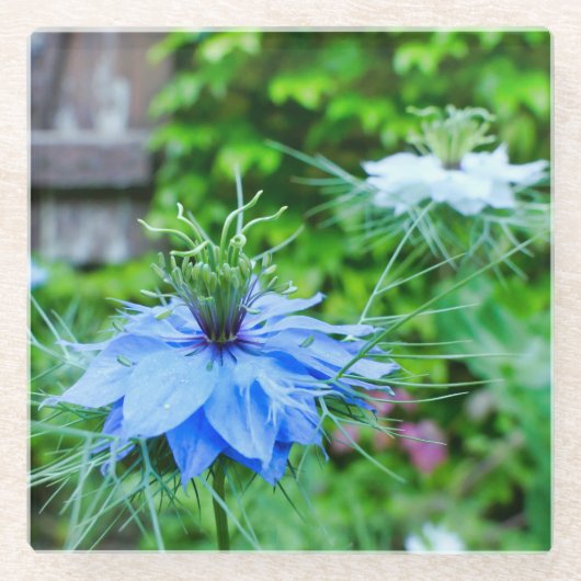 Kornblume Glasuntersetzer (Vorderseite)