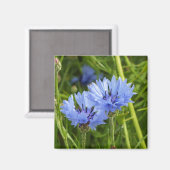 Kornblume Magnet (Vorderseite/Rückseite)