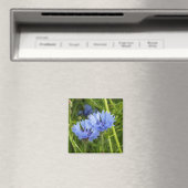 Kornblume Magnet (In Situ (Geschirrspüler))