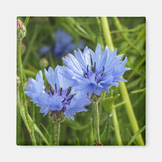 Kornblume Magnet (Vorne)