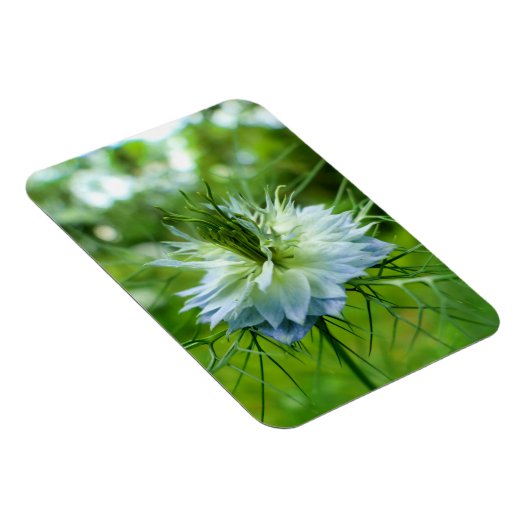 Kornblume Magnet (Rechte Seite)