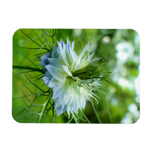 Kornblume Magnet (Horizontal)