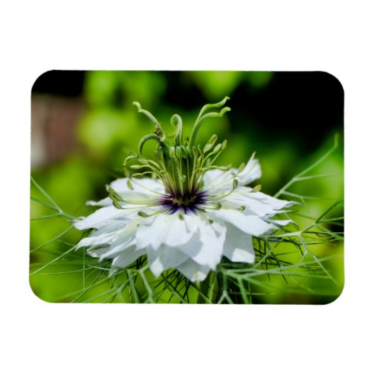 Kornblume Magnet (Horizontal)