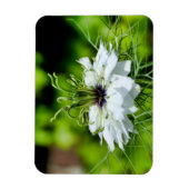 Kornblume Magnet (Vertikal)